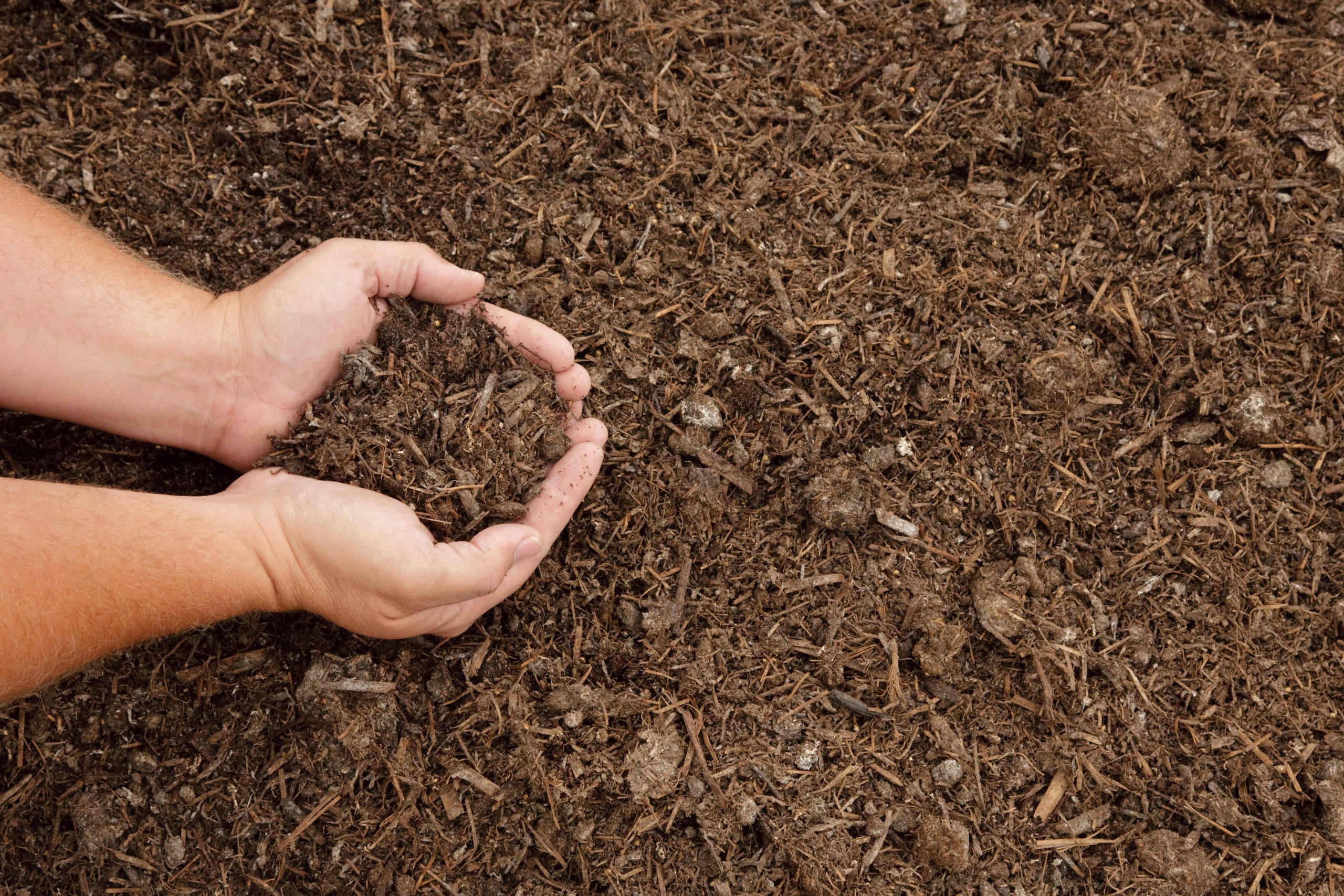 Mushroom Soil