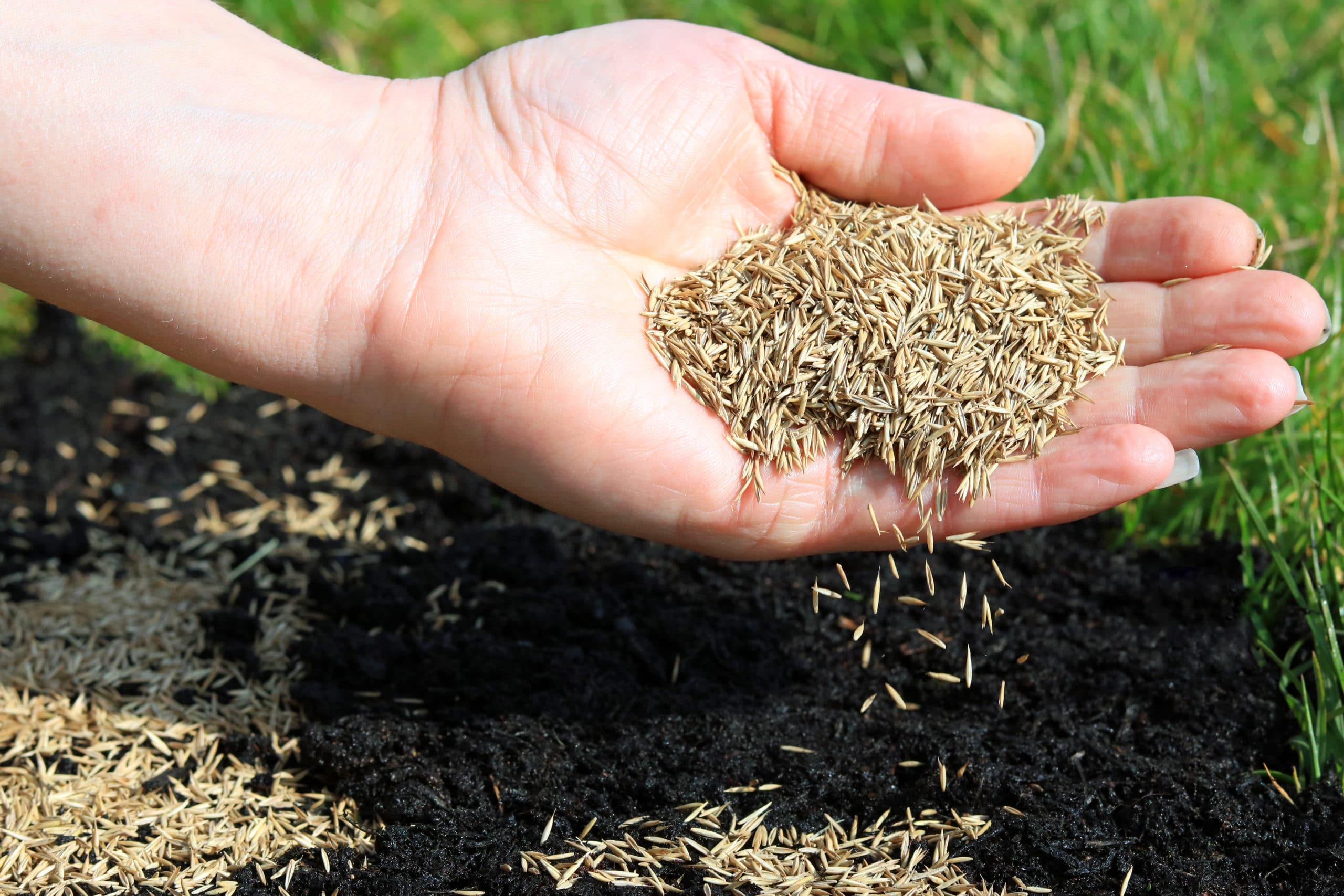 lawn grass seed