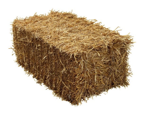 Bale of hay isolated on a white background as an agriculture farm and farming symbol of harvest time with dried grass straw as a bundled tied haystack.