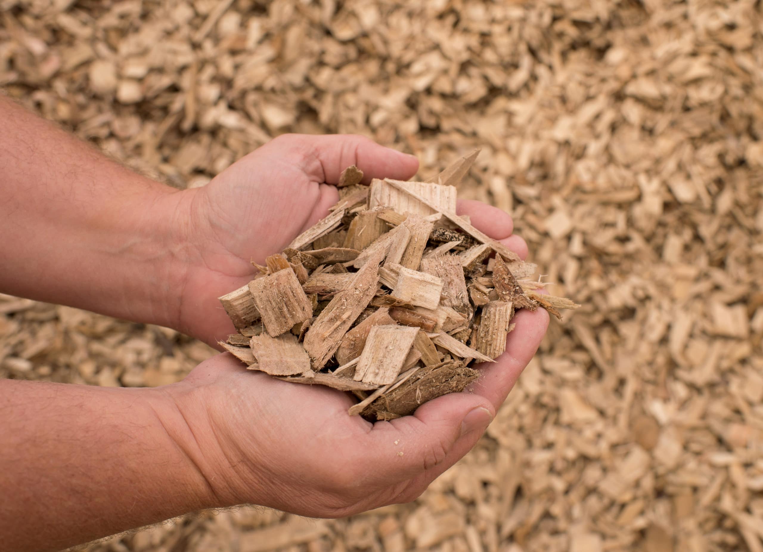 Wood Chips