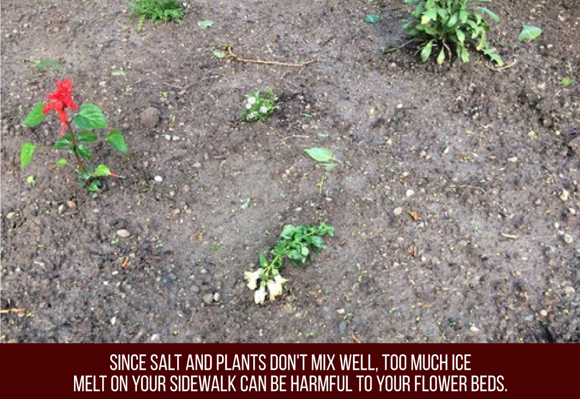 keep ice melt off your plants
