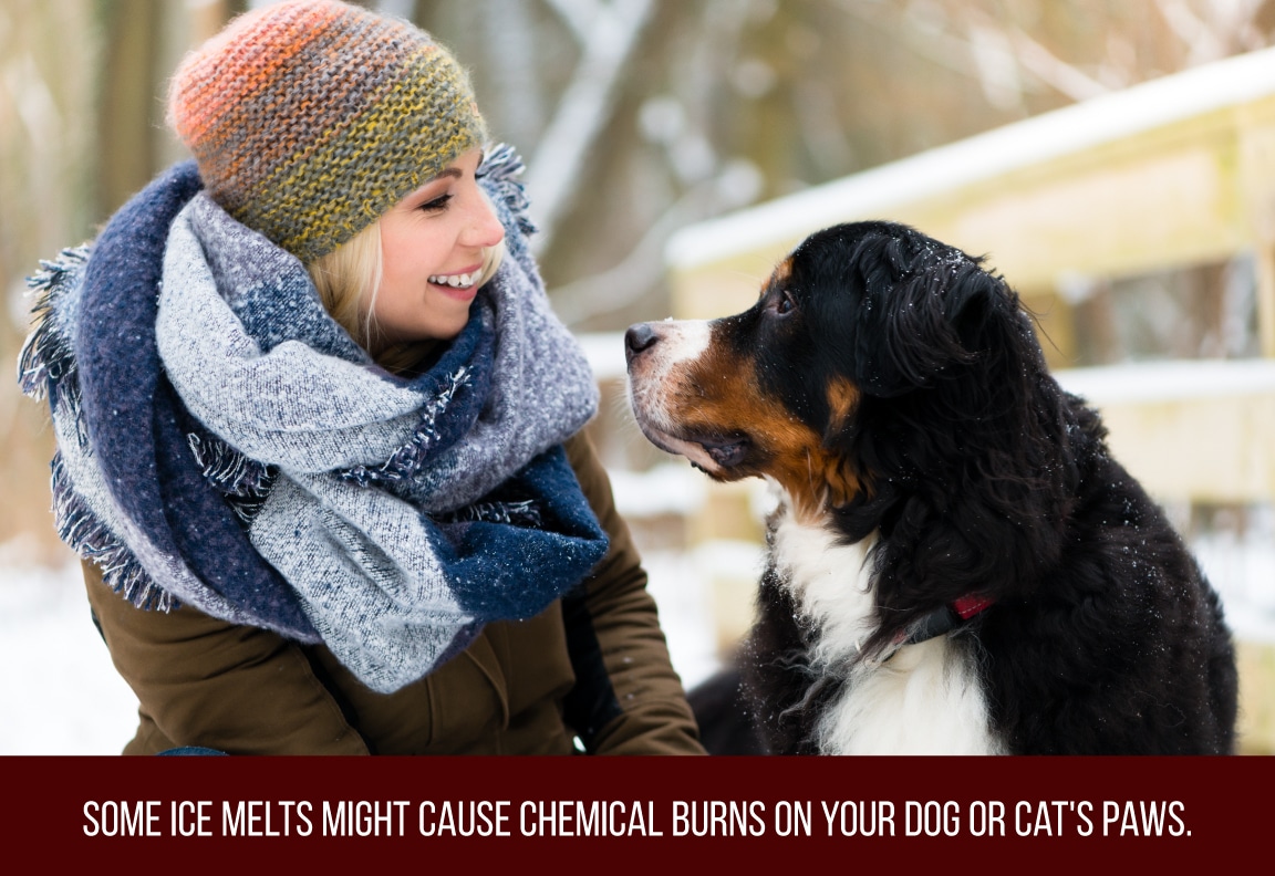 some ice melts might cause chemical burns on your pets paws