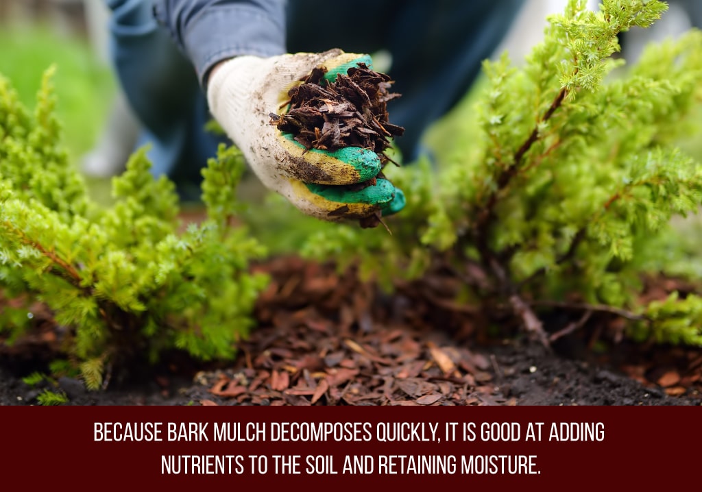 bark mulch adds nutrients to the soil and retains moisture