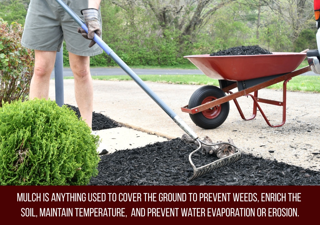 mulch prevents weeds and enriches the soil