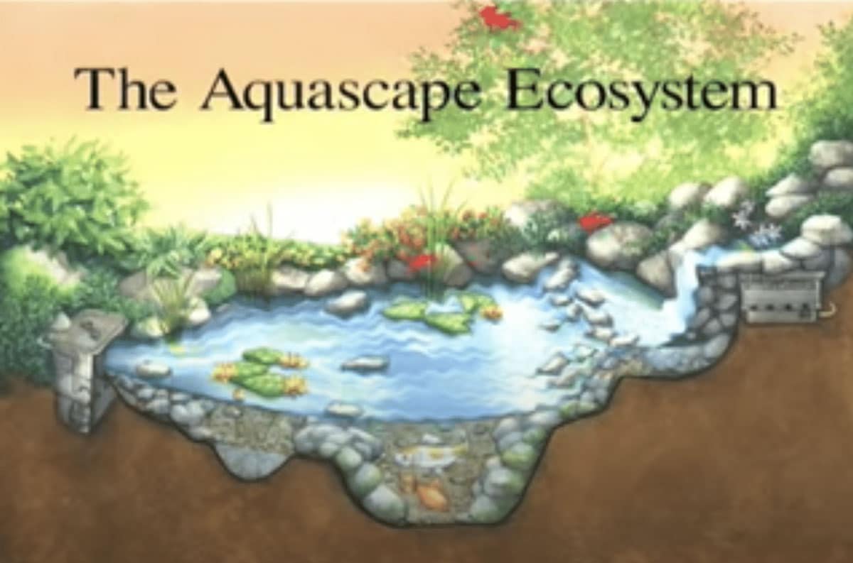 aquascape ecosystem thumbnail