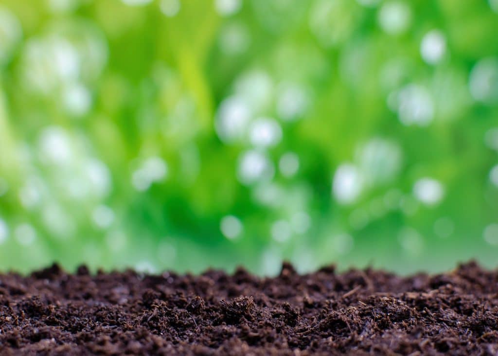 Header Image Resized Planting a New Yard: Transforming Your Outdoor Space