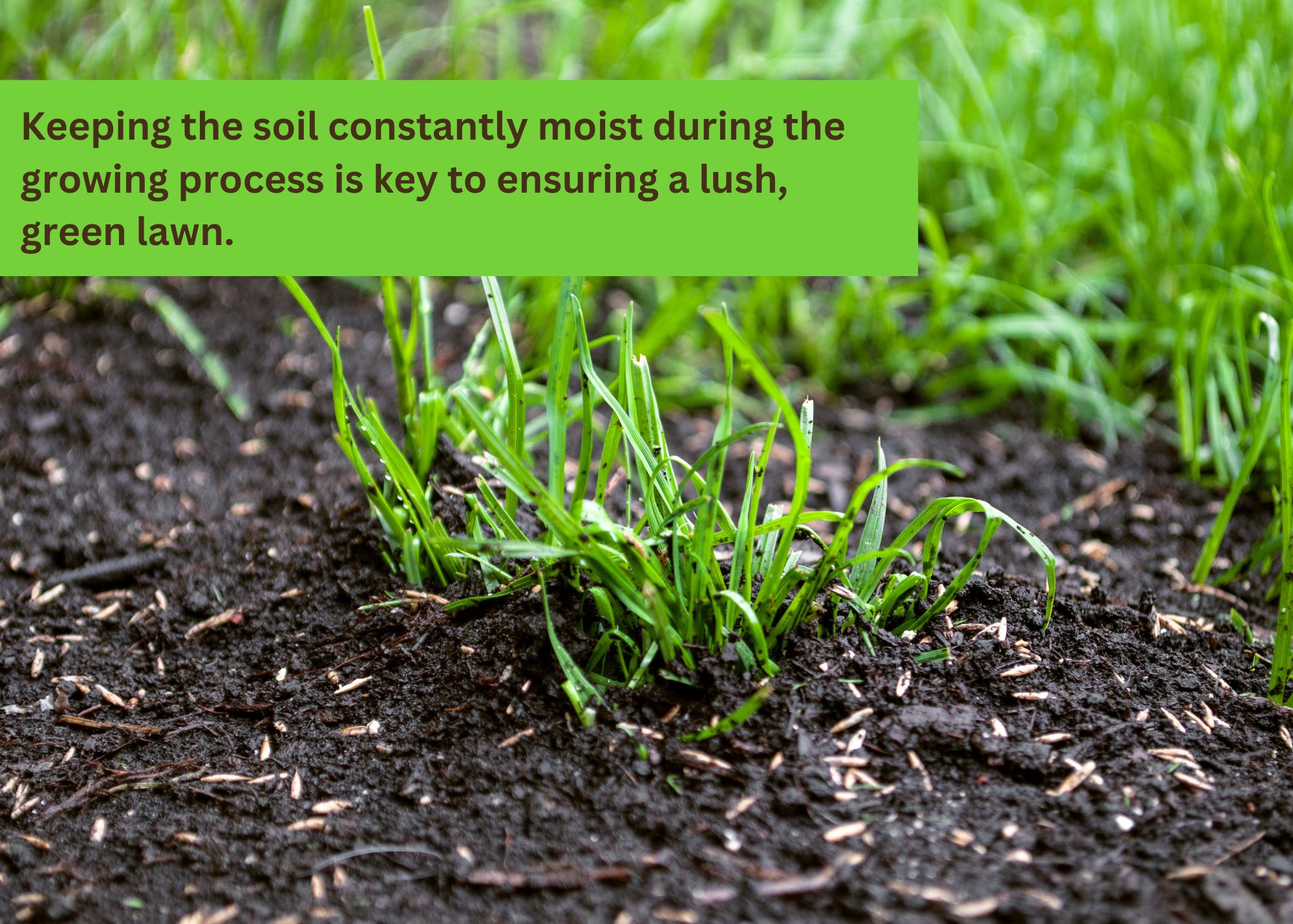 Keep soil moist when planting grass seed